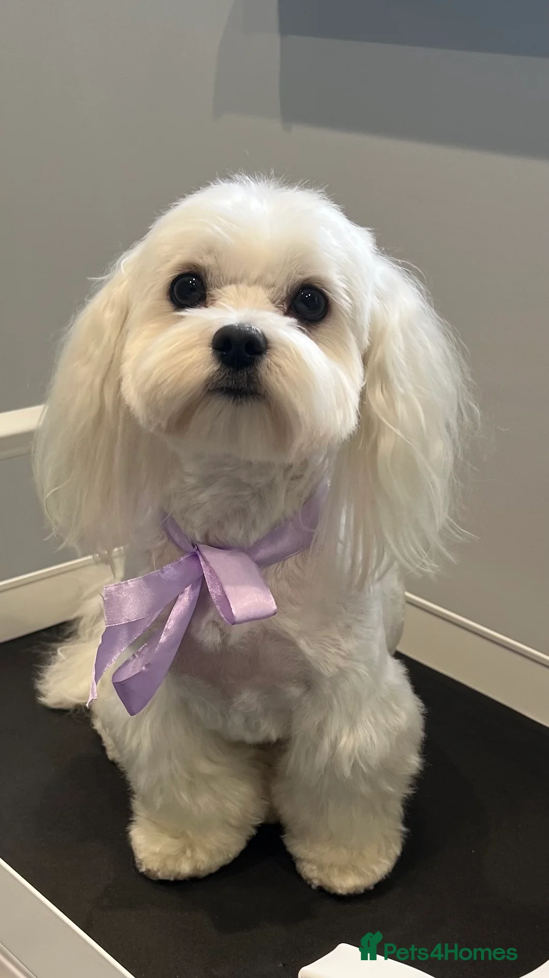 Maltese dogs for stud: 🐶KC registered-Experienced Maltese dog for stud🐶 in Grays - Advert 2