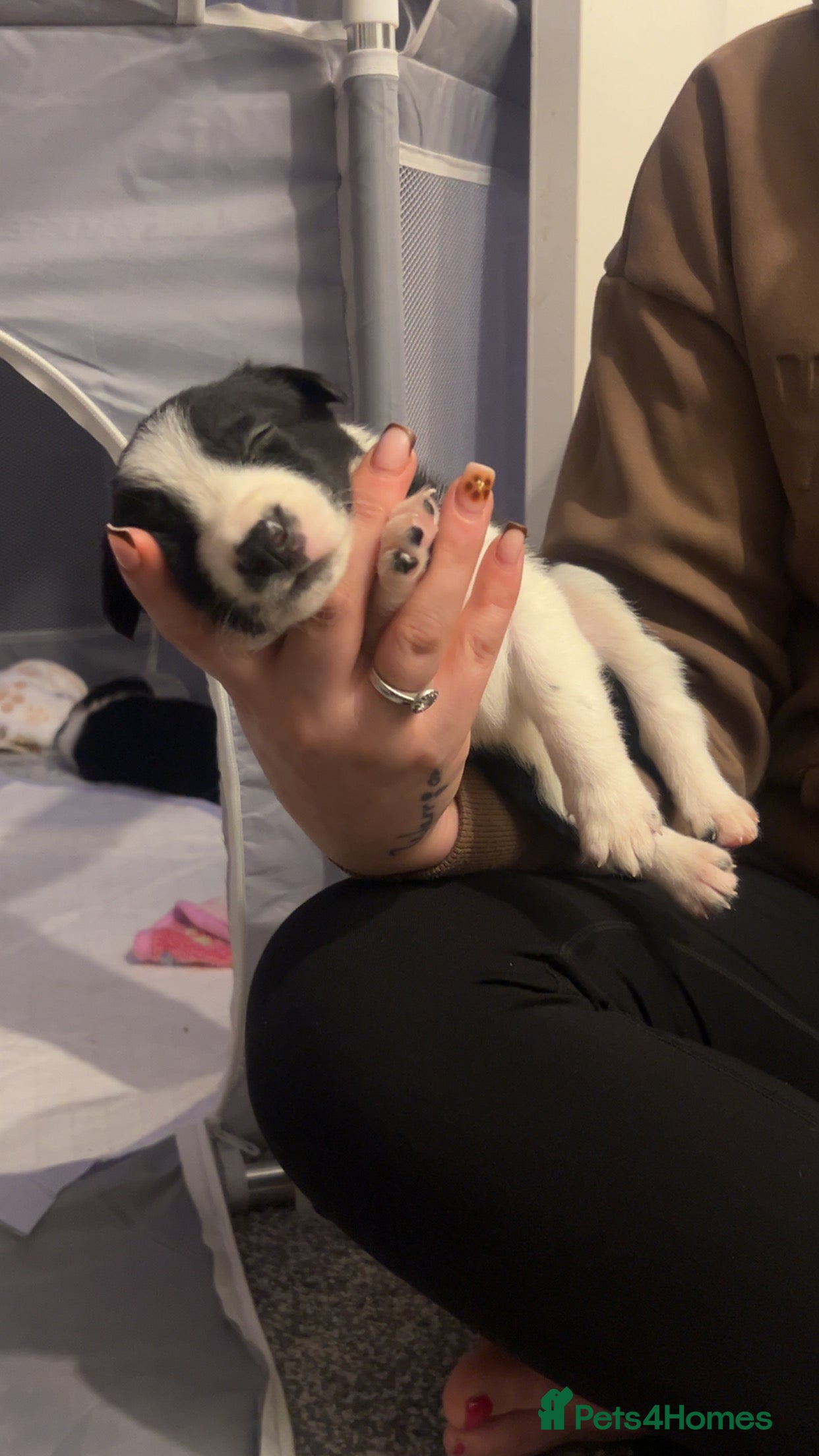 Border Collie dogs 7 black and white collie pups - Advert 9