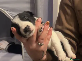 Border Collie dogs 7 black and white collie pups - Advert 9