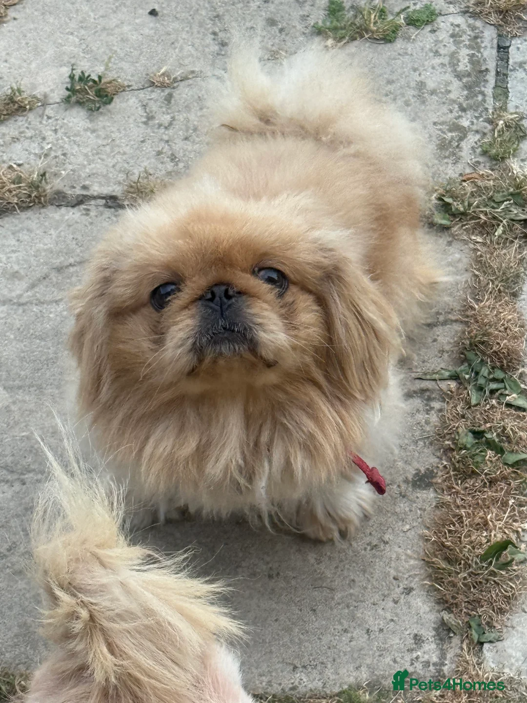 Pekingese dogs for sale: Rare pekingnese 2 boys 1 year old apricot & white  - Advert 2