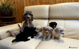 Cockapoo dogs for sale: Cockapoo F2 beautiful puppies ready to go  - Image 7