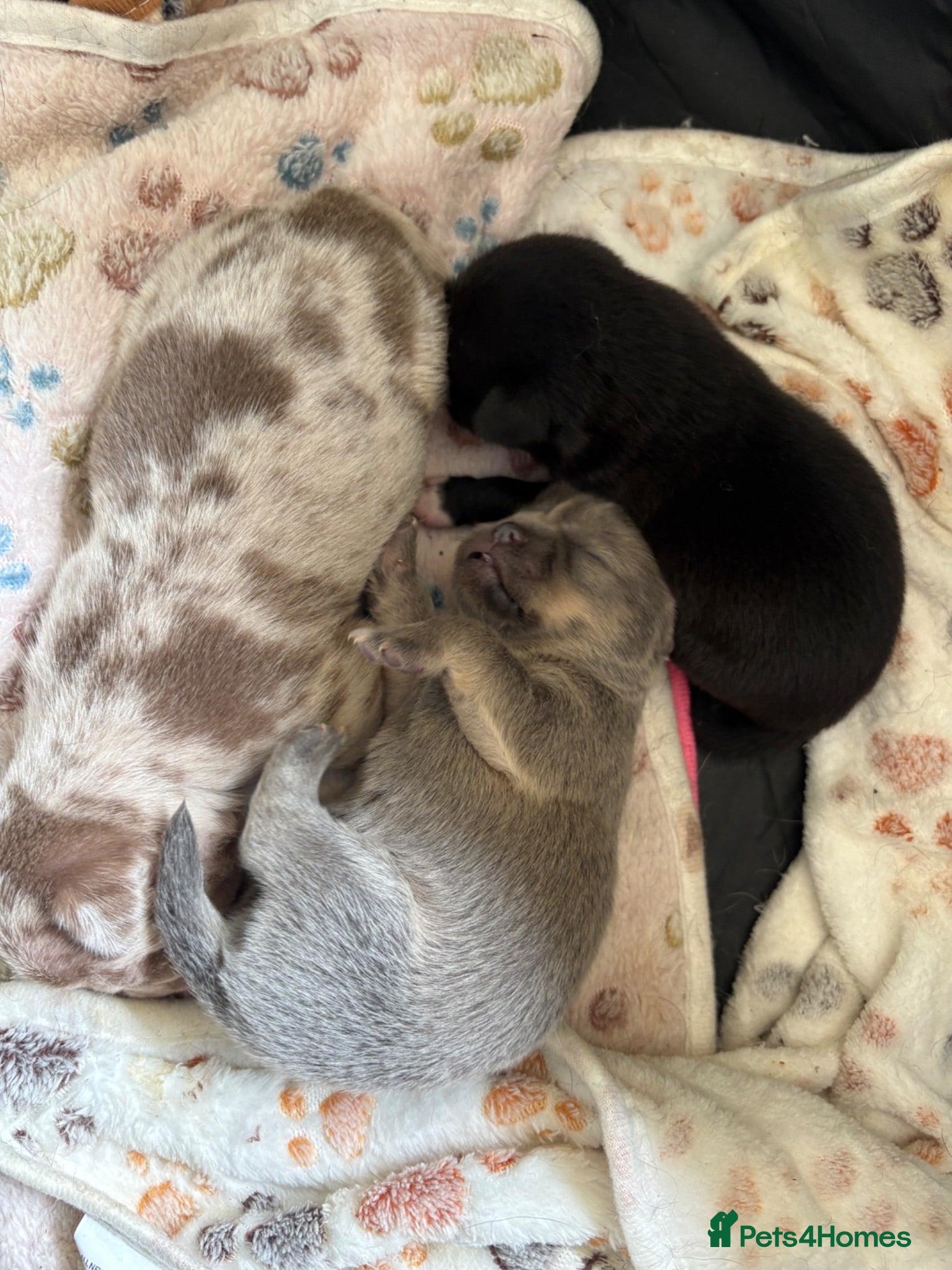Chihuahua dogs 🐾 Stunning Chihuahua Puppies Available 🐾 - Advert 9