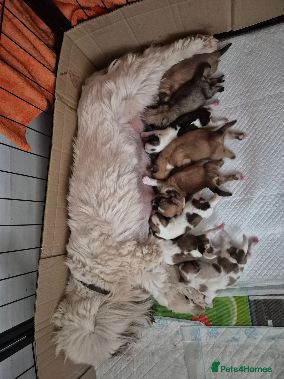 Lhasa Apso dogs for sale: KC registered Lhasa Apso Puppies 3 available  - Advert 2