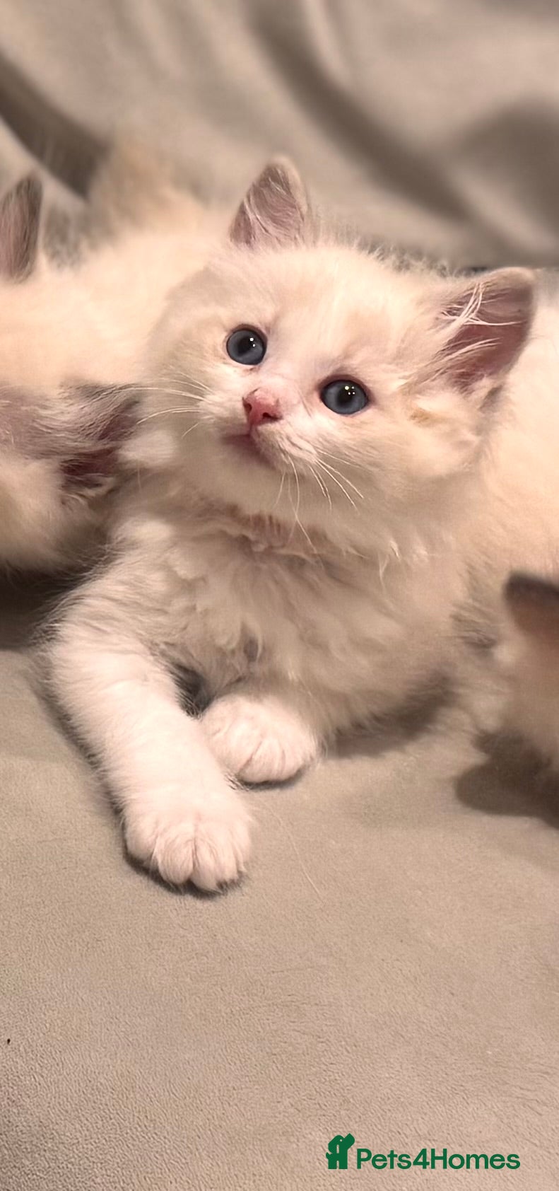 Ragdoll cats Stunning Bi-Colour Ragdoll Kittens – 7 Available   - Advert 1