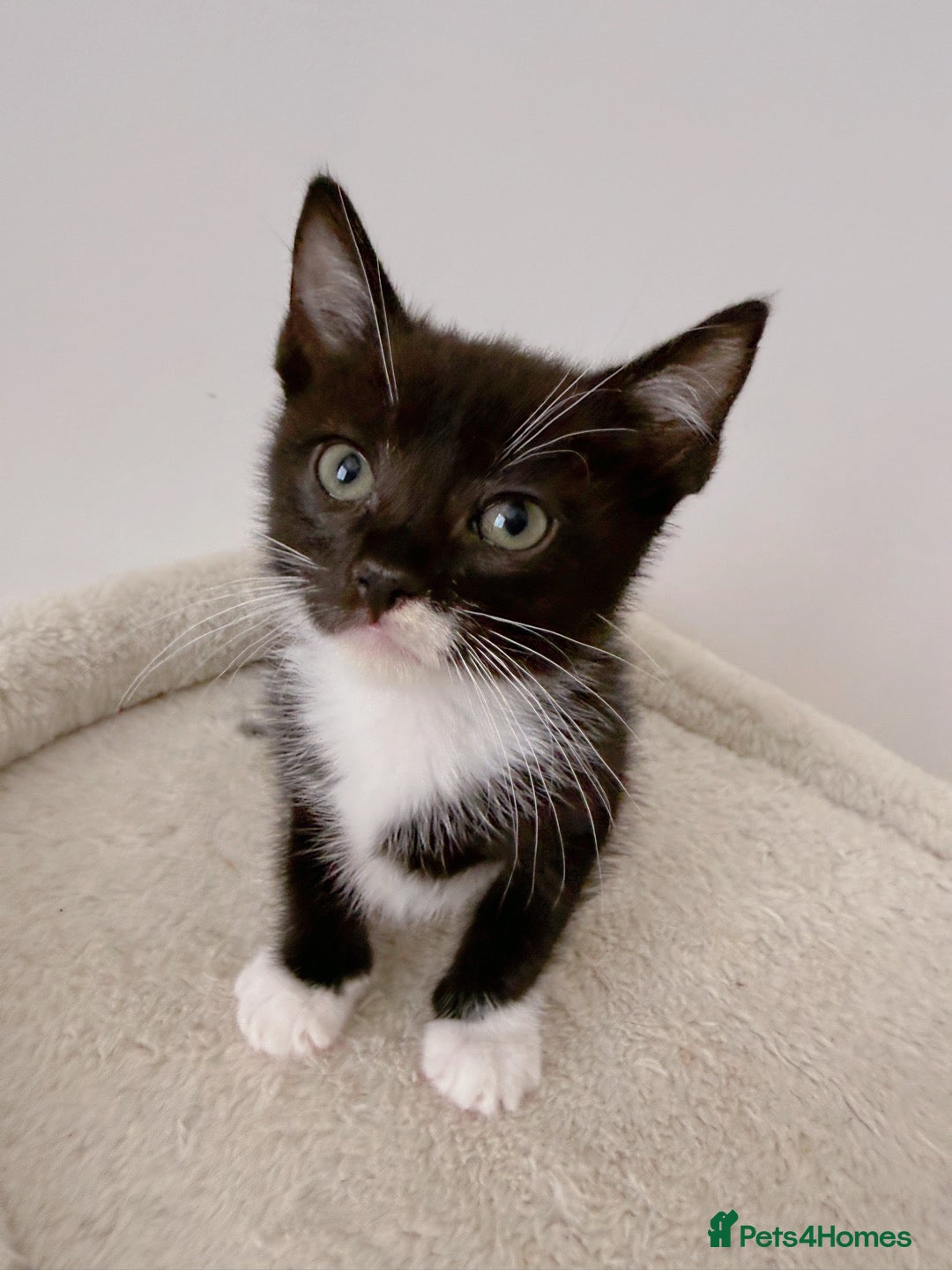 Mixed Breed cats Figaro, Tuxedo male kitten  - Advert 3