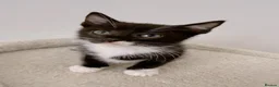 Mixed Breed cats for sale: Figaro, Tuxedo male kitten  - Advert 1