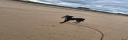 Mixed Breed dogs for sale: Stunning boy in Bedlington - Advert 4