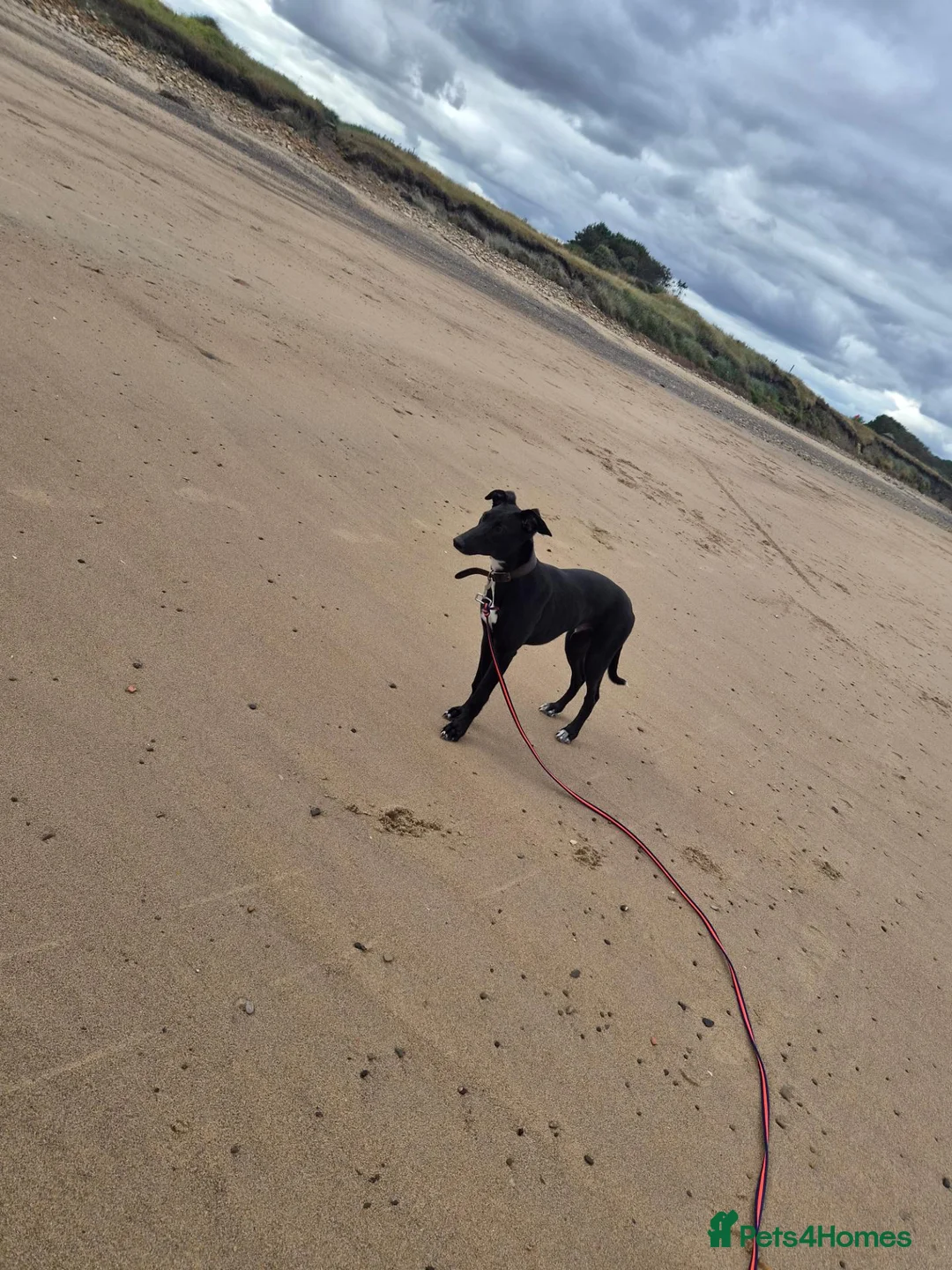 Mixed Breed dogs for sale: Stunning boy in Bedlington - Advert 4