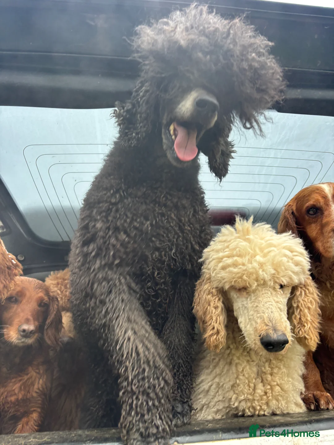 Standard Poodle dogs for sale: Exceptional working standard poodle - Advert 14