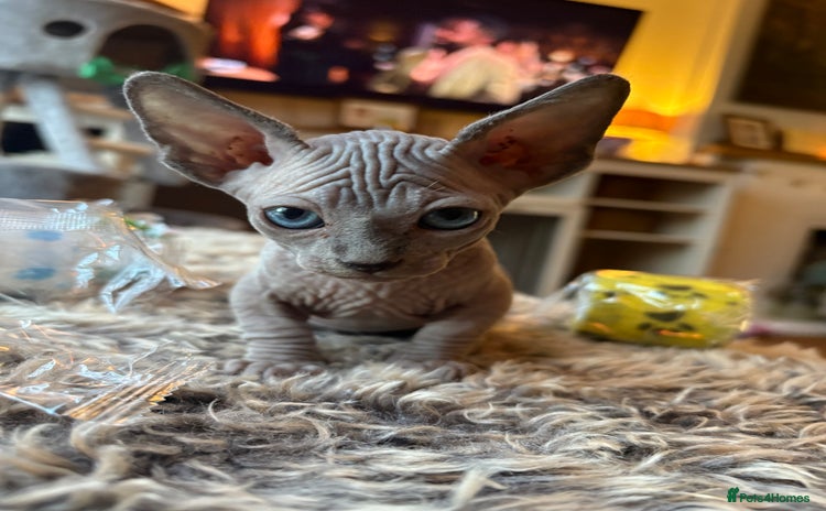 Sphynx cats - Advert 9