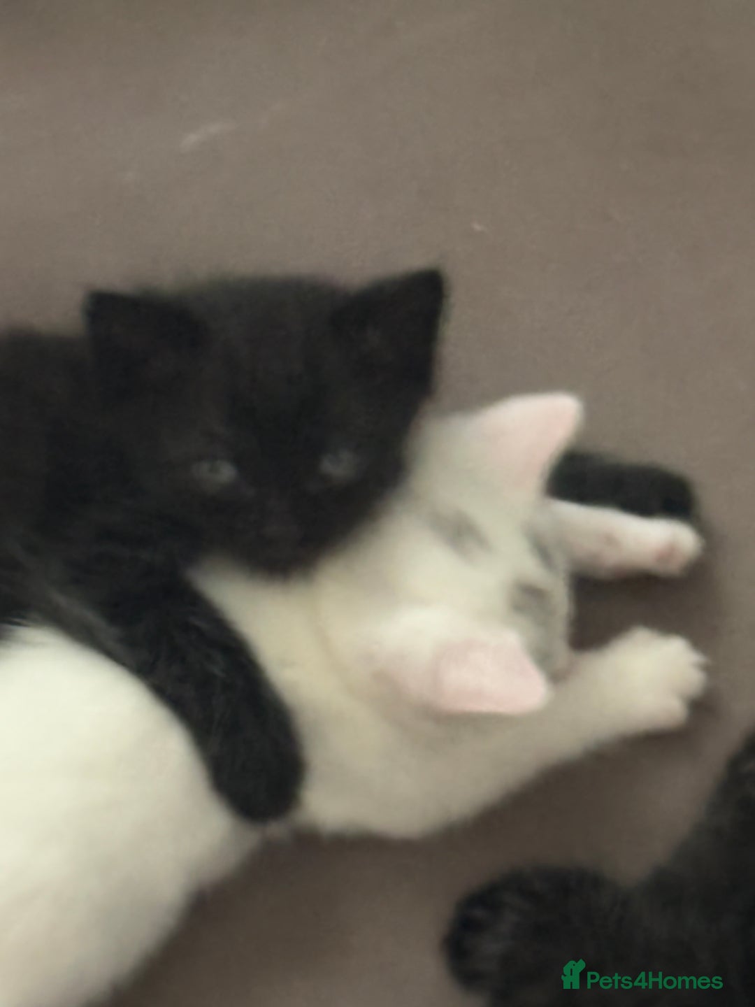 British Shorthair cats for sale: Beautiful British shorthair cross kittens  - Image 2