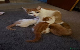 Mixed Breed cats for sale: 3 male kittens  - Image 5