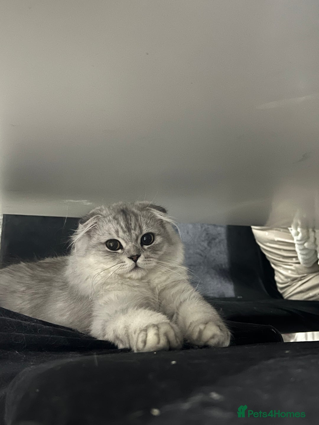 Scottish Fold cats for sale: Lovely Long Hair Scotich Fold Boy - Advert 5