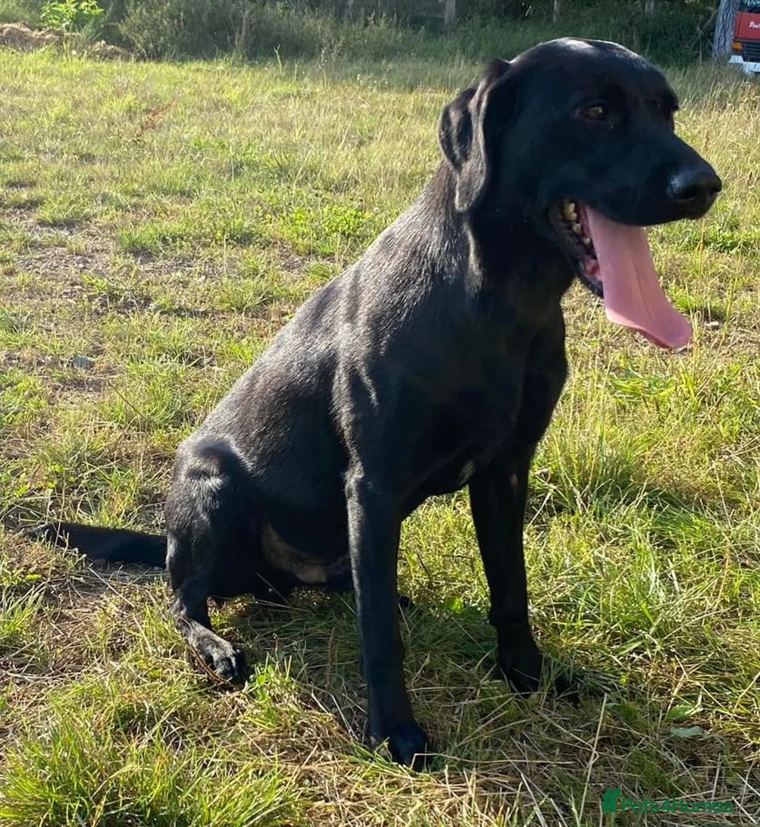 Labrador Retriever dogs for stud: 1 Black, 1 Yellow KC Registered Labradors at Stud - Advert 1