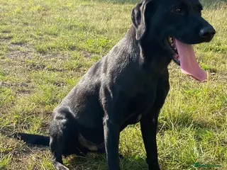 Labrador Retriever dogs 1 Black, 1 Yellow KC Registered Labradors at Stud - Advert 1
