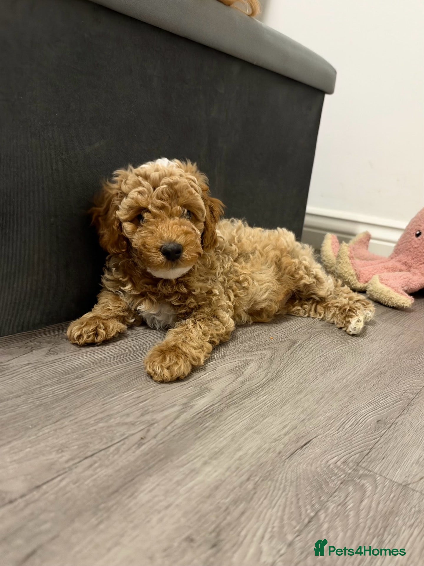 Cavapoo dogs Stunning cavapoo puppies  - Advert 2