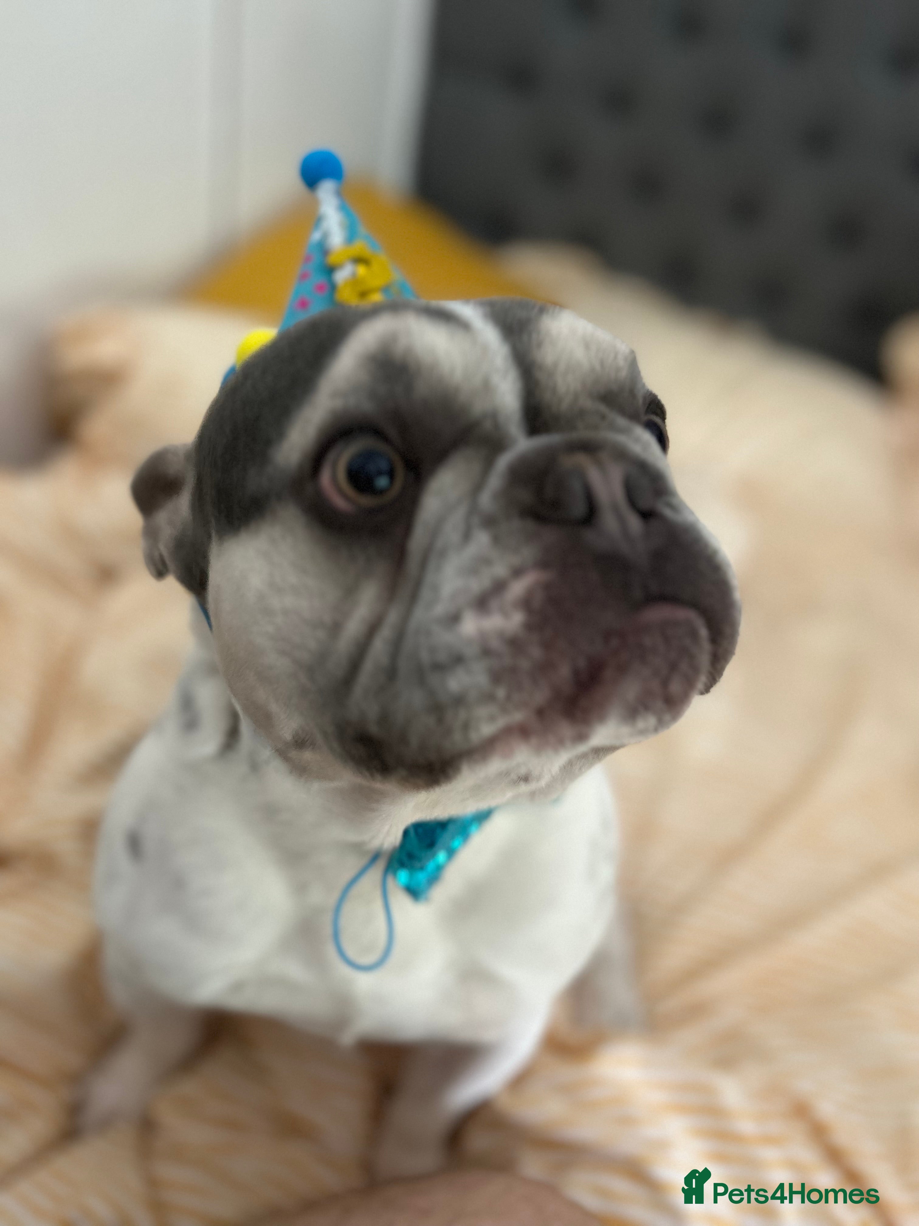 French Bulldog dogs Frenchie for rehoming - Advert 1