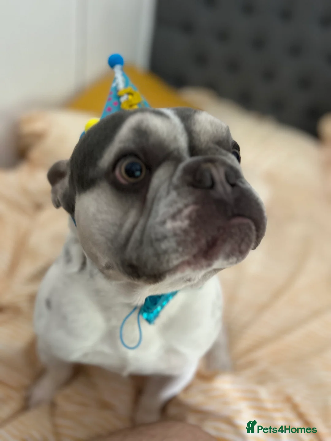 French Bulldog dogs for sale: Frenchie for rehoming - Advert 1