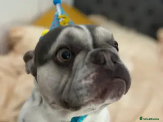 French Bulldog dogs Frenchie for rehoming - Advert 1