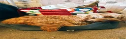 Cockapoo dogs for sale: 🎀 Fizz, a very special Cockapoo girl 🩷 - Advert 13