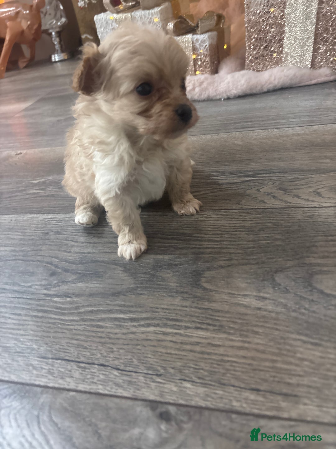Pomapoo dogs for sale: Stunning Pomapoo puppies  - Advert 11