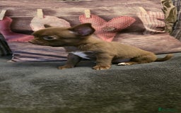 Chihuahua dogs for sale: Stunning Chocolate Chihuahua Puppies 🐶 - Image 11