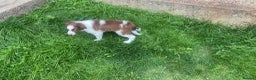 Border Collie dogs for sale: White and brown border collie  - Advert 3