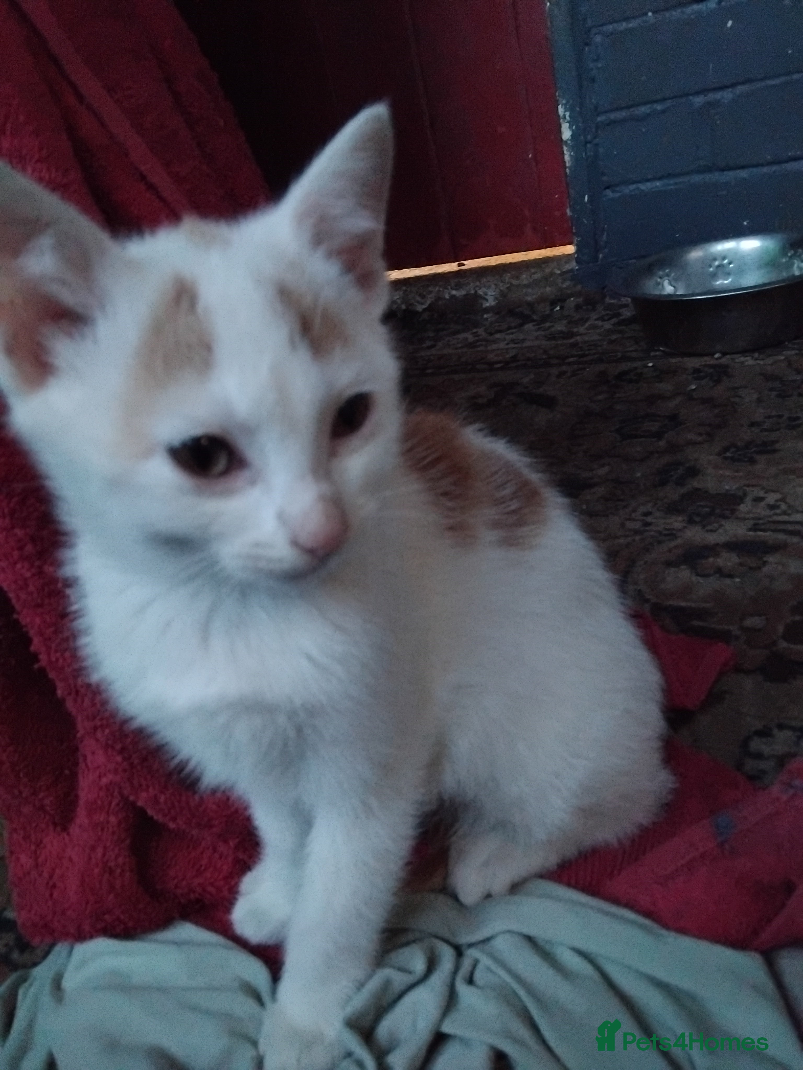 Mixed Breed cats All reserved  - Advert 5