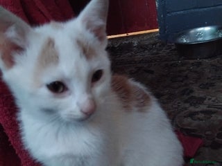 Mixed Breed cats All reserved - Advert 8