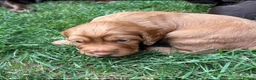 Cocker Spaniel dogs for sale: KC Registered working cocker spaniel puppies  - Advert 2