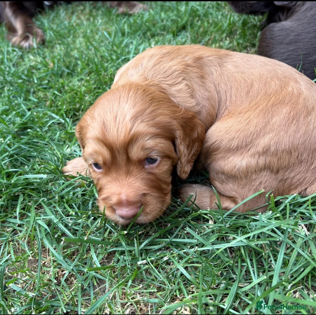 Cocker Spaniel dogs for sale: KC Registered working cocker spaniel puppies  - Advert 2
