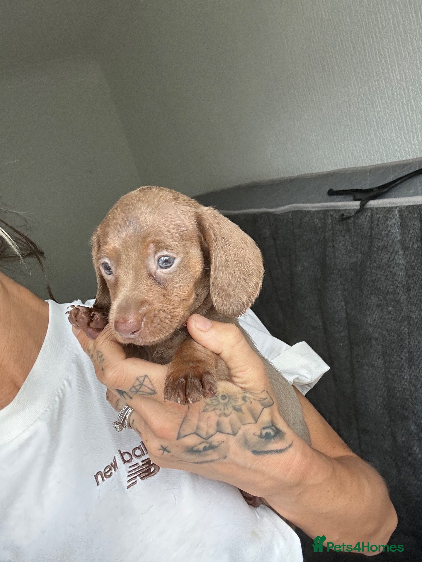 Miniature Dachshund dogs Miniature dachshund - Advert 1