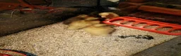 Ducks poultry for sale: Call Duck Ducklings for Sale - Advert 3