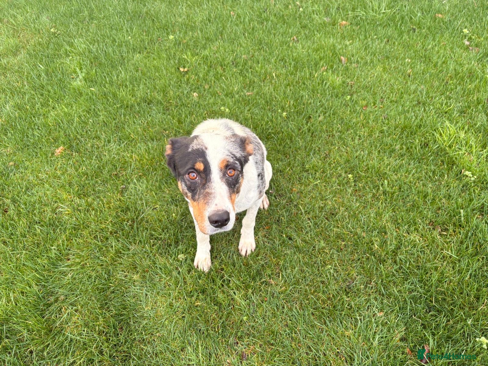 Border Collie dogs Collie cross blue healer - Advert 1