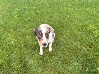 Border Collie dogs Collie cross blue healer - Advert 1