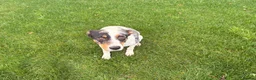 Border Collie dogs for stud: Collie cross blue healer - Advert 4
