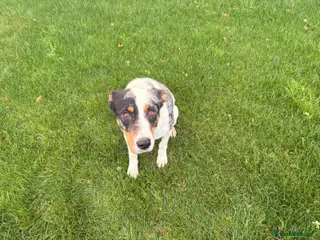 Border Collie dogs Collie cross blue healer - Advert 1