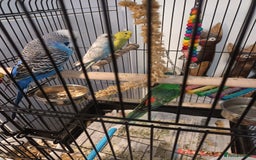 Budgerigars birds for sale: Exhibition blue  buggie  and 2 baby  buggies - Image 1