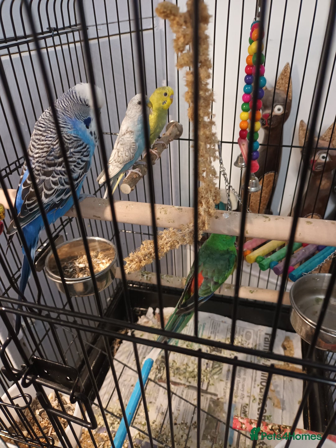 Budgerigars birds for sale: Exhibition blue  buggie  and 2 baby  buggies - Image 1