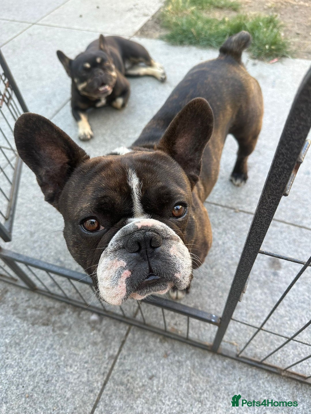 French Bulldog dogs for stud: Beautiful Boy Hercules Proven Stud  - Image 2