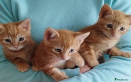 Mixed Breed cats for sale: Amazing, beautiful kittens 3 boys, 2 girls - Image 23