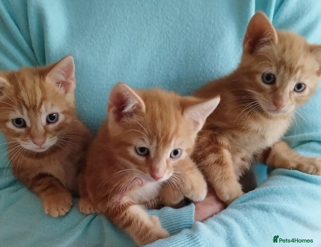 Mixed Breed cats for sale: Amazing, beautiful kittens 3 boys, 2 girls - Image 23