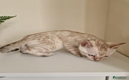Bengal cats for sale: Stunning Glittered Pedigree Benga kittens  - Image 18
