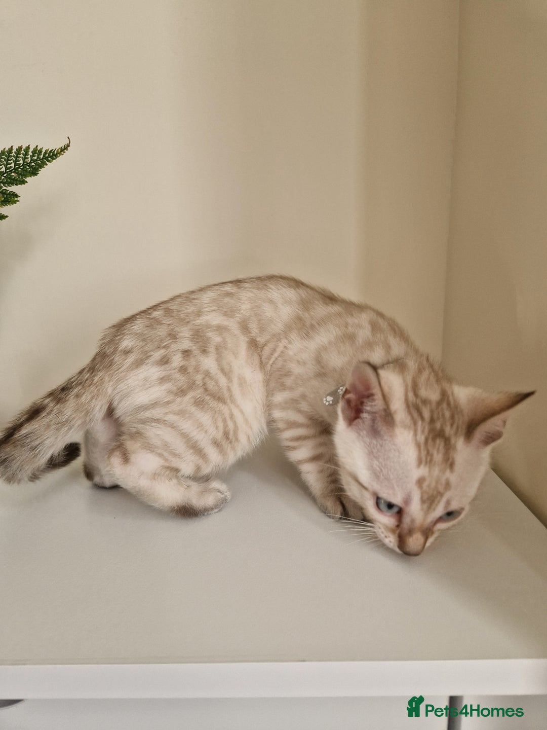 Bengal cats for sale: Stunning Glittered Pedigree Benga kittens  - Image 18