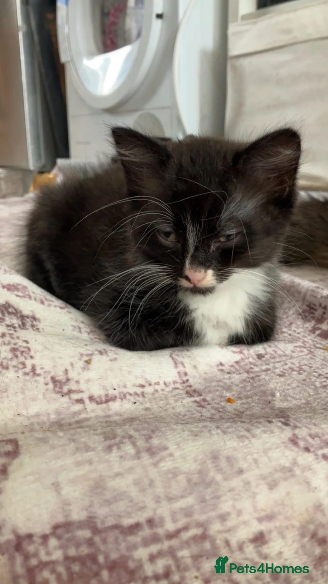 Mixed Breed cats for sale: 4 Long Hair Kittens  - Advert 2