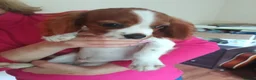 King Charles Spaniel dogs for sale: Pure bred king Charles ♥️ - Advert 4