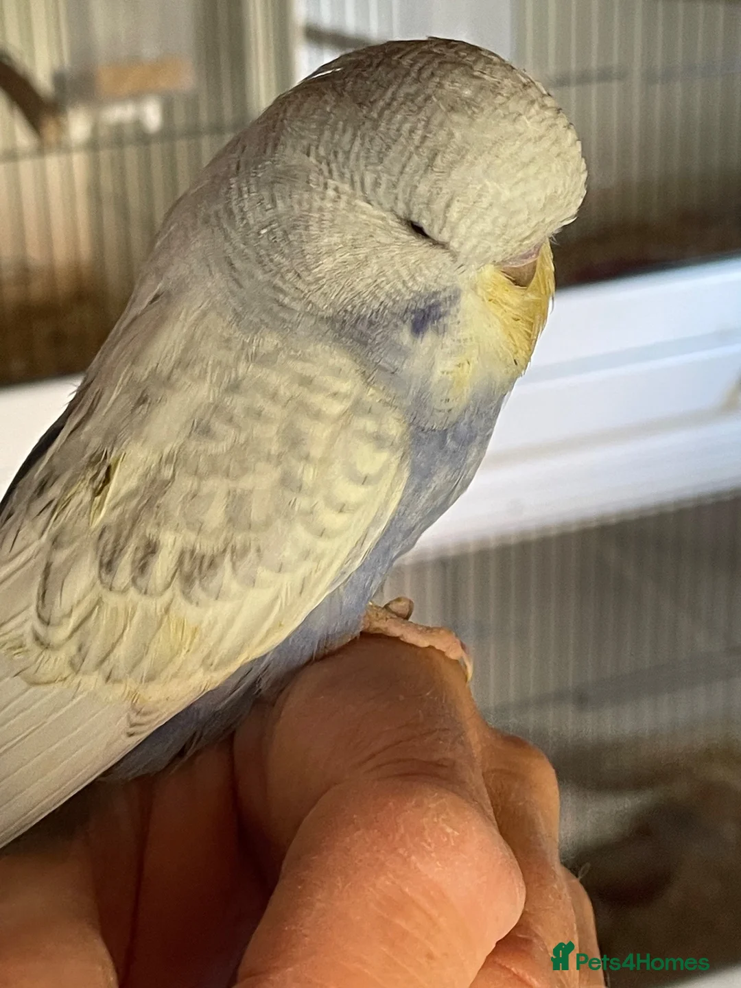 Budgerigars birds for sale: Tame baby budgies straight from nest in Leicester - Advert 1