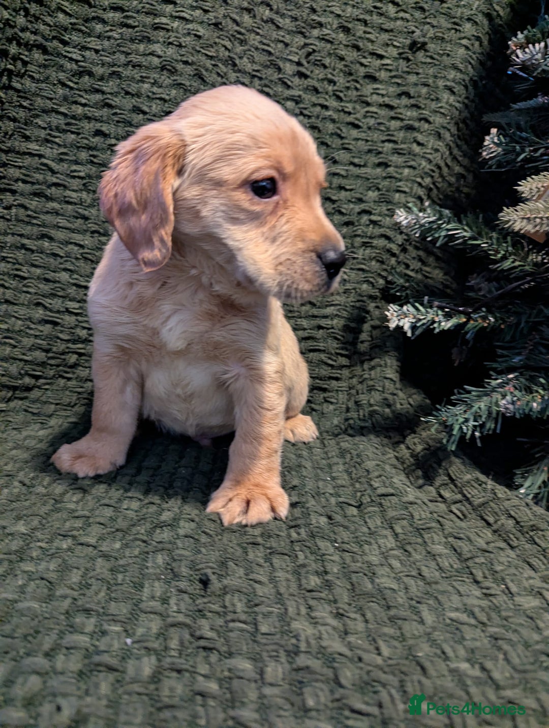 Cockerdor dogs for sale: Cockador Puppies - Advert 11