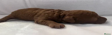 Cavapoo 1