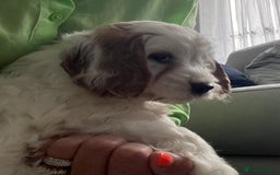 Cavapoo dogs for sale: 🐶🐩 7 HEALTH CLEAR ADORABLE CAVAPOO PUPPIES 🐩🐶  - Image 25